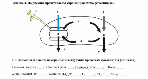 Включите в ответы номера соответствующие процессам фотосинтеза Заранее огромное 