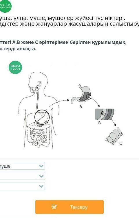 Определи структурные единицы,представленные на рисунке буквами А, В и С