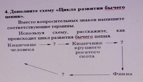 Дополните схему Цикла развития бычего цепня
