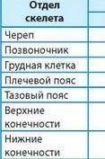 (ТАБЛИЦА Анатомические сходства и различия скелета человека и гориллы.1) Сходства...2) Различия...