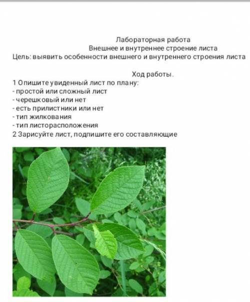 Сделайте дам голды в стандофе