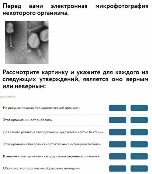 Задача 10Не вирус ли указан на фотографии? 