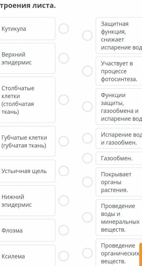 Соотнеси функции и части внутреннего строения листа.
