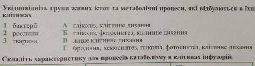 Увідповідніть групи живих істот та метаболічні процеси, які відбуваються в їхніхклітинах