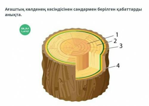 Ағаштың көлденең кесіндісінен сандармен берілген қабаттарды анықта