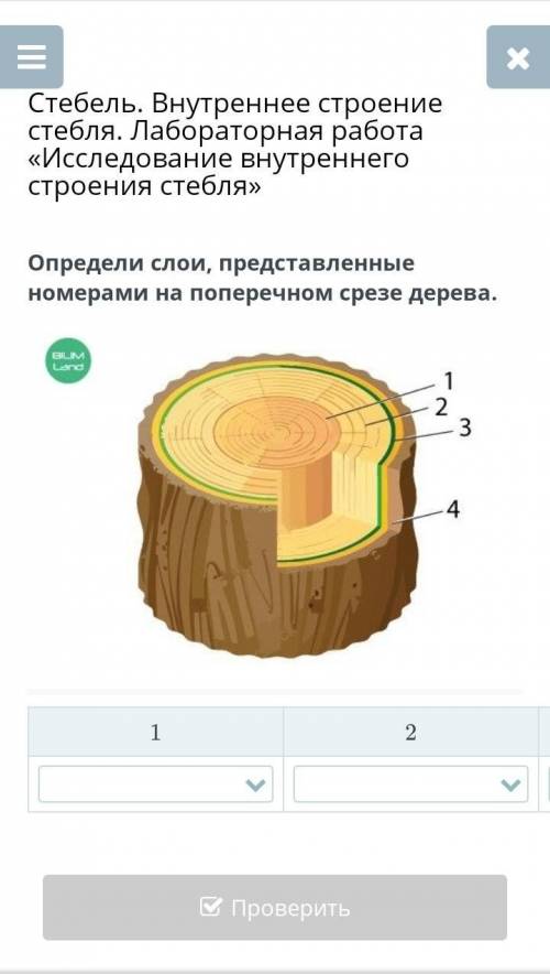 Определи слои, представленные номерами на поперечном срезе дерева.