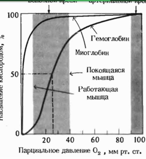 При каком парциальном давлении миоглобин и гемоглобин насыщаются кислородом почти до 100%