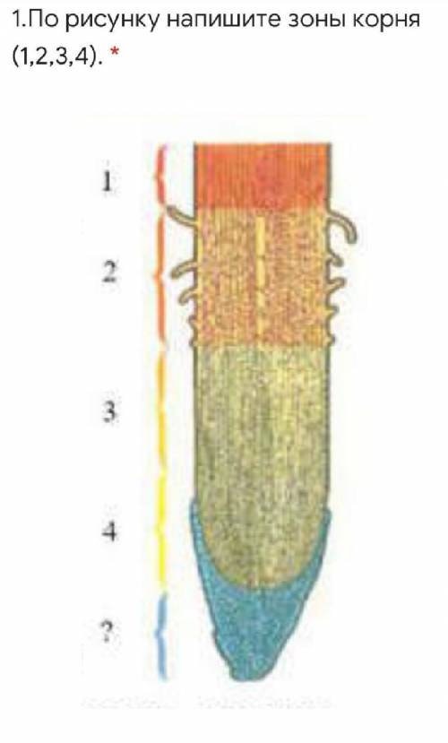 1.По рисунку напишите зоны корня (1,2,3,4). *Подпись отсутствует