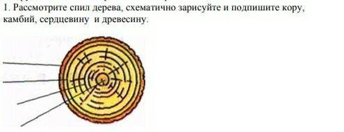 1. Рассмотрите спил дерева, схематично зарисуйте и подпишите кору, камбий, сердцевину и древесину