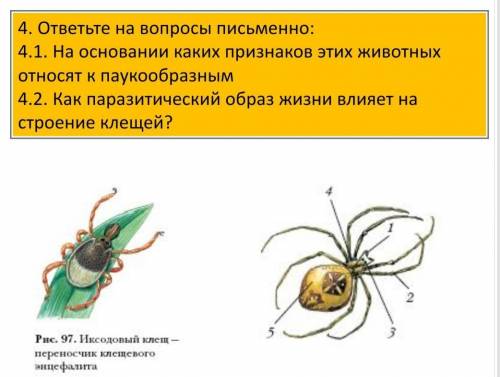 На основании каких признаков этих животных относятся к паукообразным