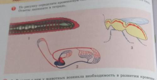 По рисунку определите кровеносную систему замкнутого и незамкнутого типа,