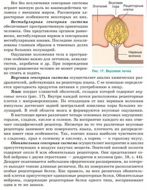 Вкусовая сенсорная система проводниковые отдел