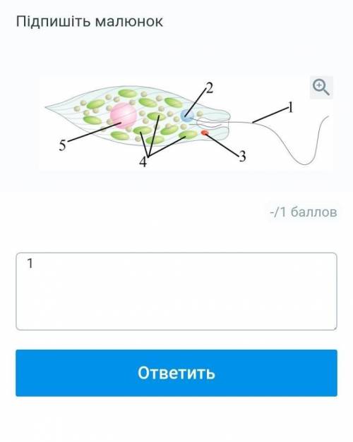 ПІДПИШІТЬ ПО ФОТО БІОЛОГІЯ 6 КЛАС ШВИДКО