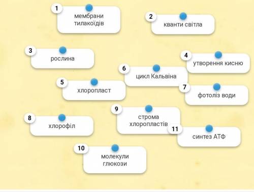 Розставити послідовно процес фотосинтезу