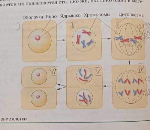 Деление клетки по этапам.Опишите все этапы (всего 6)