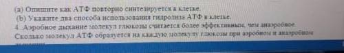 Укажите два использование гидролиза АТФ в клетке?