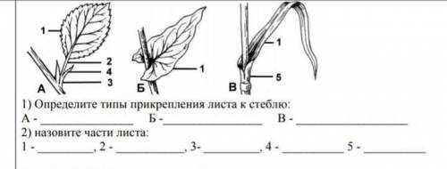 Определите типы прикрепления листа к стеблю