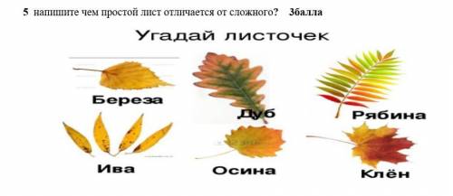 Напишите чем простой лист отличается от сложного? (^_^)