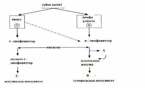 Напишите что обозначено буквами А , В и С