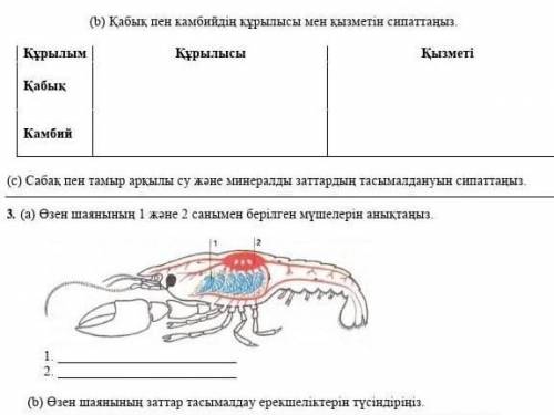 7 биология бжб 2токсан надо 2b)c и 3)а )b