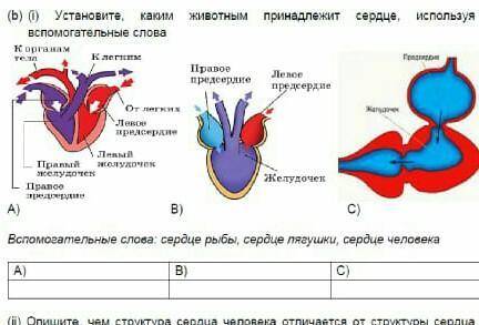Устоновите каким животным принадледит сердце