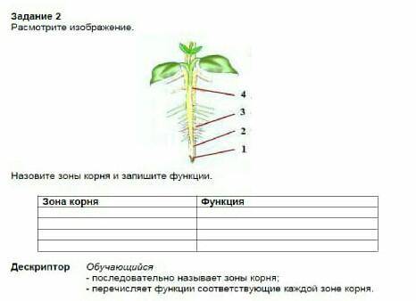 Назлвите зоны корня и запишите функции