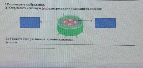 Расмотрите изображение определите ксилему и флоему ну и дальше на картинке написано