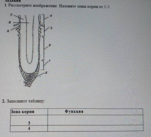 1. Рассмотрите изображение. Назовите зоны корня от 1-5