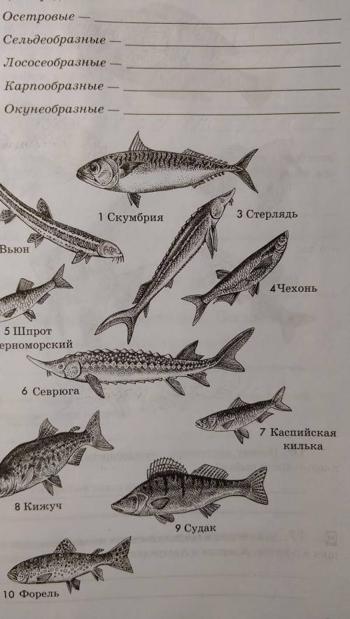 Рассмотрите рисунки. Выпишите номера рыб, входящих в соответствующие. 