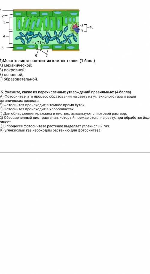 Назовите структуры листа, обозначенные цифрами 3 и 4 и определите их функции 4 (а)​