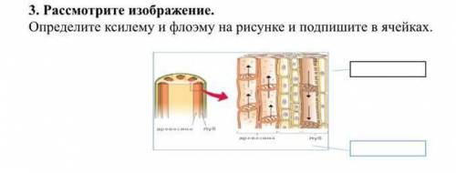 Рассмотрите изображение определите ксилему и флоэму на рисунке и подпишите в ячейках