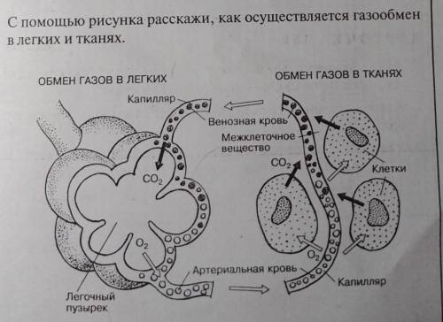 С рисунка расскажи как осуществляется газообмен в лёгких и тканях.