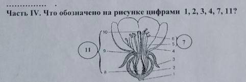 11. Установите последовательность процессов мейоза: 1-гомологичные хромосомы выстраиваются по эквато