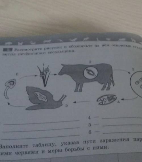 Рассмотрите рисунок и обозначте на нем основные стадии развития печеночного сосальщика