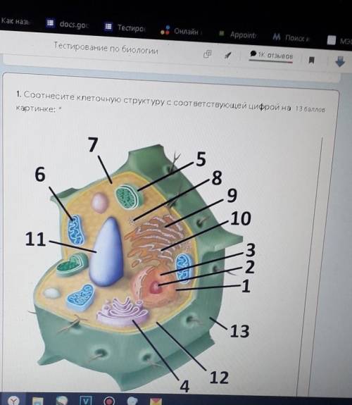 1. Сортнесите клеточную структуру с соответствующей цифрой картинке: *