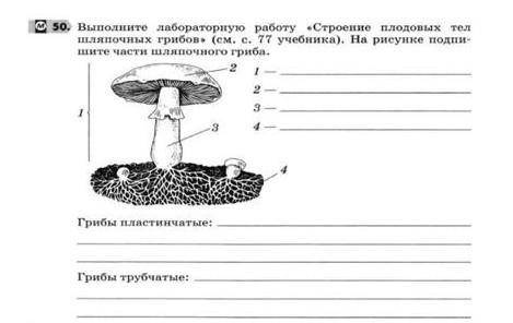 Вставьте пропущенные буквы, лабароторная работа номер 5 (5 класс, Биология) 