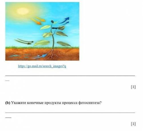 Укажите конечные продукты процесса фотосинтеза