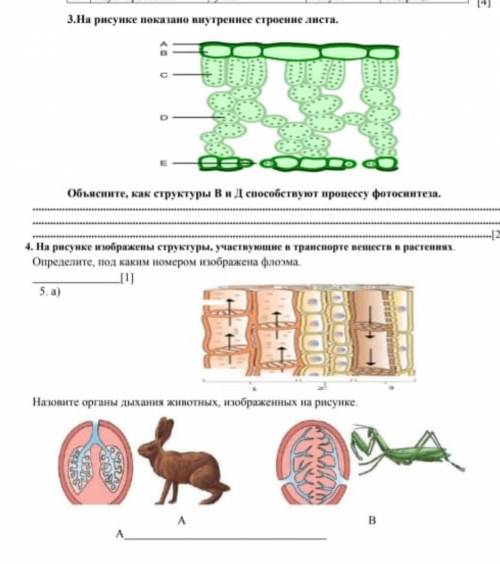 Соч по биологии 7 Класс 2'3'4 Задание помагите! 
