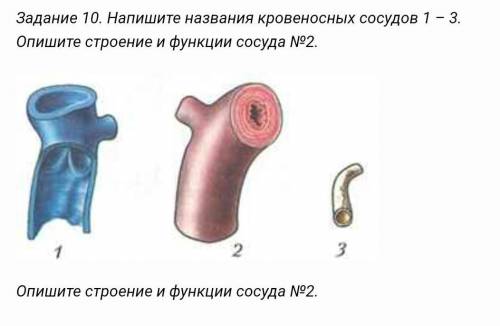 Напишите название кровеносных сосудов . Опишите их строение 