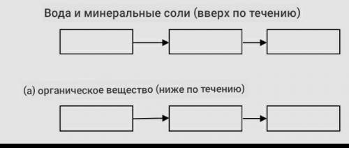 Нарисуйте схему переноса веществ в растениях. Укажите участников, участвующих в перевозке веществ, в