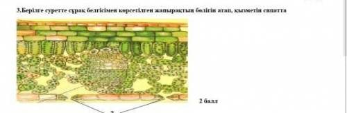 Берілге суретте сұрақ белгісімен керсетілген жапырақтың бөлігін атап, қызметін сиппатта помагите 
