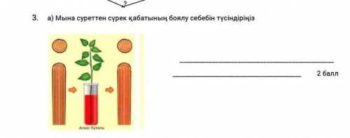 Мына суреттен сүрек қабатының боялу себебін түсіндіріңіз