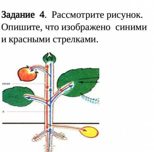 Задание 4. Рассмотрите рисунок. Опишите, что изображено синими и красными стрелками кто нибудь