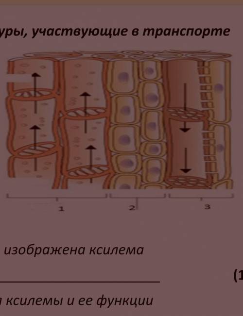 Опишите особенности строения ксилемы и ее функции