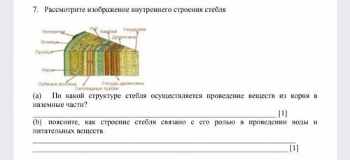 Рассмотрите изображение внутреннего строения стебля