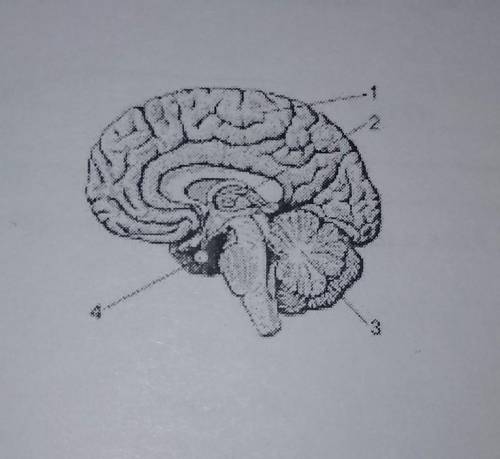 Какой цифройна рисунке обозначен гипофиз?1) 12) 23) 34) 4 плз