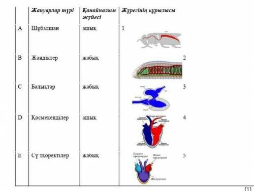 Найдите вариант, который соответствует свойствам животных по строению кровеносной системы, сердца.