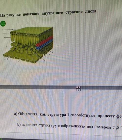 3.На рисунке показано внутреннее строение листа
