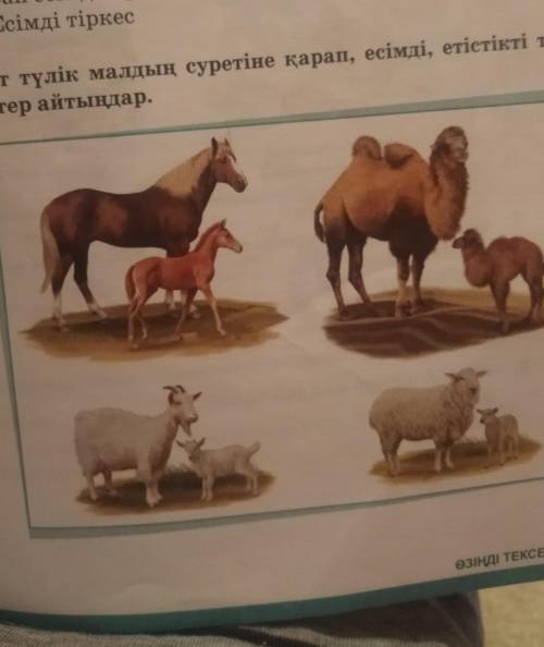 Төрт түлік малдың суретіне қарап, есімді, етістікті тір-кестер айтыңдар.
