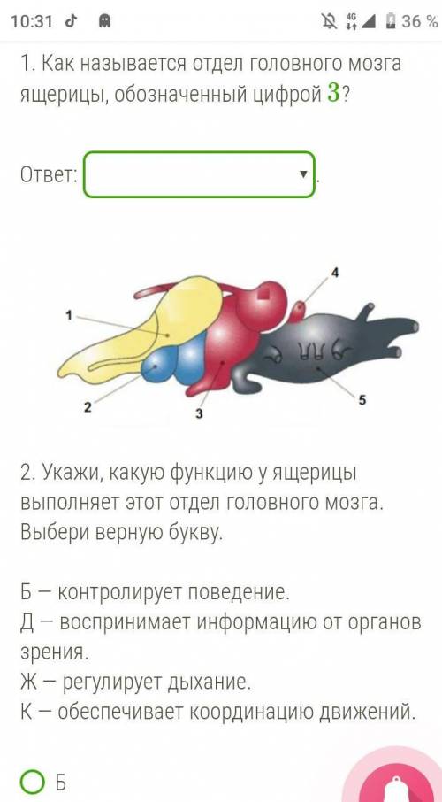 Как называется отдел головного мозга ящерицы